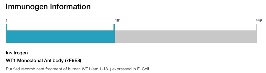 WT1 Monoclonal Antibody (7F9E8)