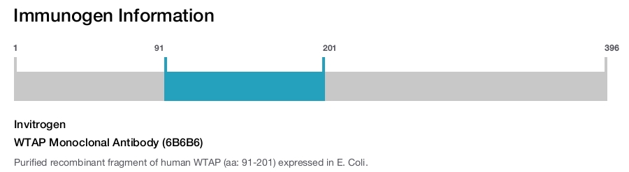WTAP Monoclonal Antibody (6B6B6)