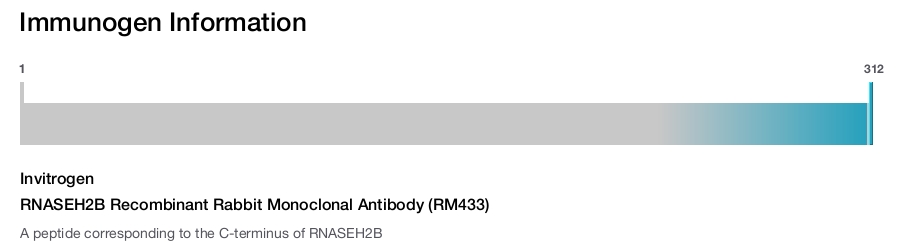 RNASEH2B Recombinant Rabbit Monoclonal Antibody (RM433)
