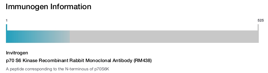 p70 S6 Kinase Recombinant Rabbit Monoclonal Antibody (RM438)