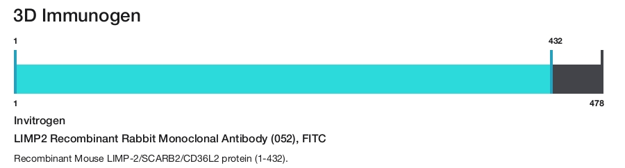 LIMP2 Recombinant Rabbit Monoclonal Antibody (052), FITC