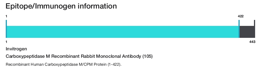 Carboxypeptidase M Recombinant Rabbit Monoclonal Antibody (105)