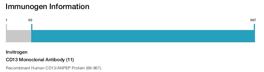 CD13 Monoclonal Antibody (11)