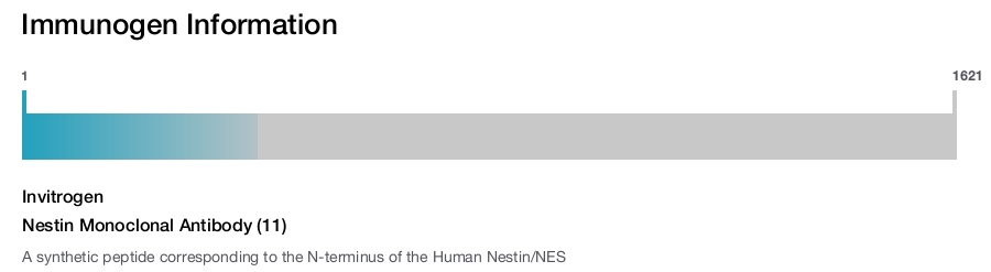 Nestin Monoclonal Antibody (11)