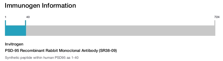 PSD-95 Recombinant Rabbit Monoclonal Antibody (SR38-09)