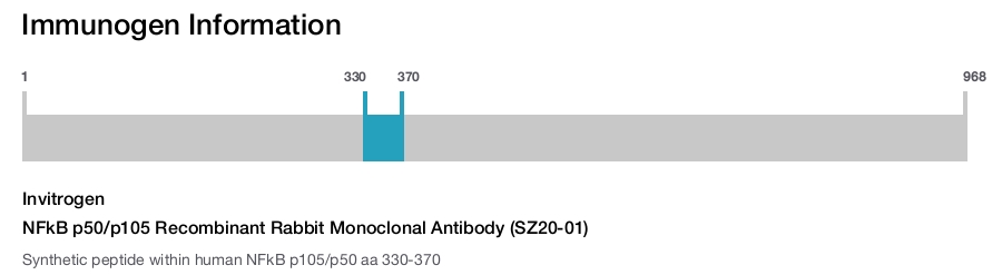 NFkB p50/p105 Recombinant Rabbit Monoclonal Antibody (SZ20-01)
