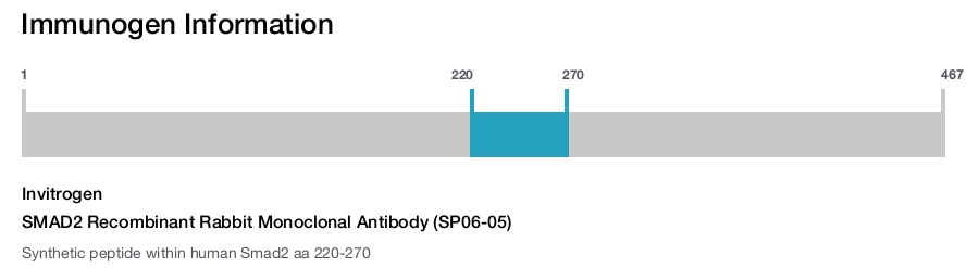 SMAD2 Recombinant Rabbit Monoclonal Antibody (SP06-05)
