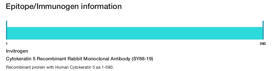 Cytokeratin 5 Recombinant Rabbit Monoclonal Antibody (SY88-19)