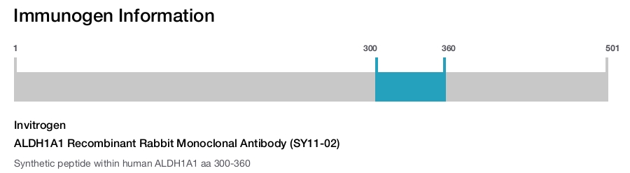 ALDH1A1 Recombinant Rabbit Monoclonal Antibody (SY11-02)