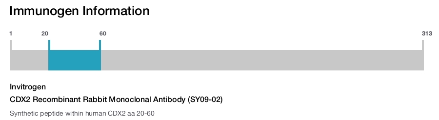 CDX2 Recombinant Rabbit Monoclonal Antibody (SY09-02)