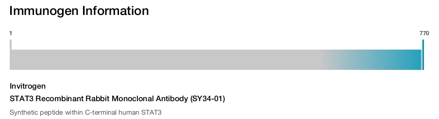 STAT3 Recombinant Rabbit Monoclonal Antibody (SY34-01)