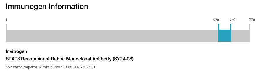 STAT3 Recombinant Rabbit Monoclonal Antibody (SY24-08)