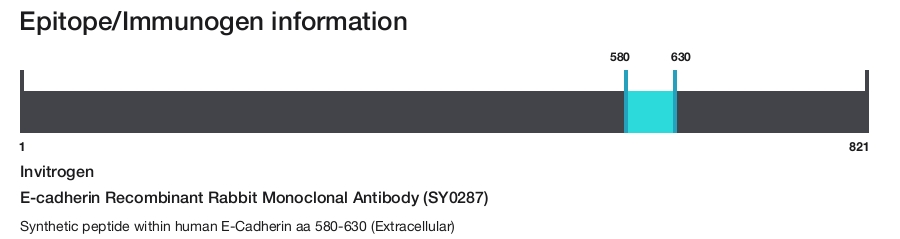 E-cadherin Recombinant Rabbit Monoclonal Antibody (SY0287)