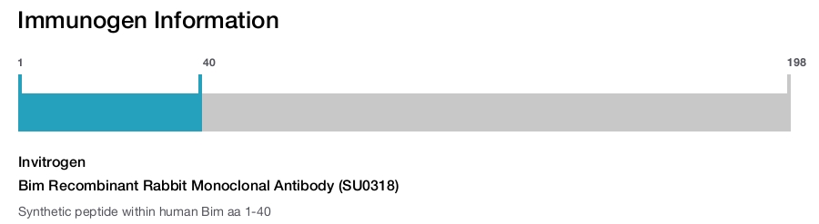 Bim Recombinant Rabbit Monoclonal Antibody (SU0318)