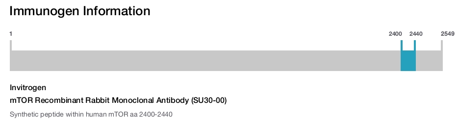 mTOR Recombinant Rabbit Monoclonal Antibody (SU30-00)