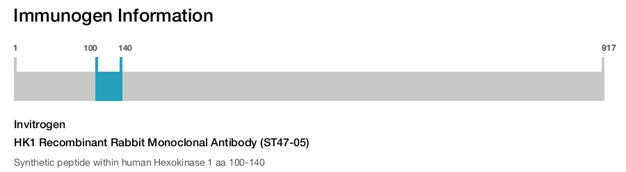 HK1 Recombinant Rabbit Monoclonal Antibody (ST47-05)