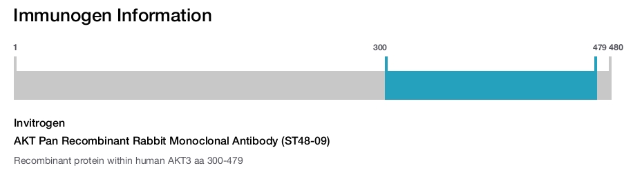 AKT Pan Recombinant Rabbit Monoclonal Antibody (ST48-09)