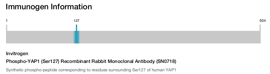 Phospho-YAP1 (Ser127) Recombinant Rabbit Monoclonal Antibody (SN0718)