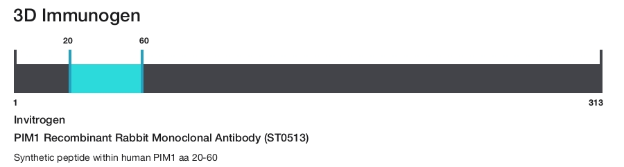 PIM1 Recombinant Rabbit Monoclonal Antibody (ST0513)