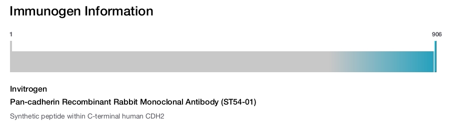 Pan-cadherin Recombinant Rabbit Monoclonal Antibody (ST54-01)