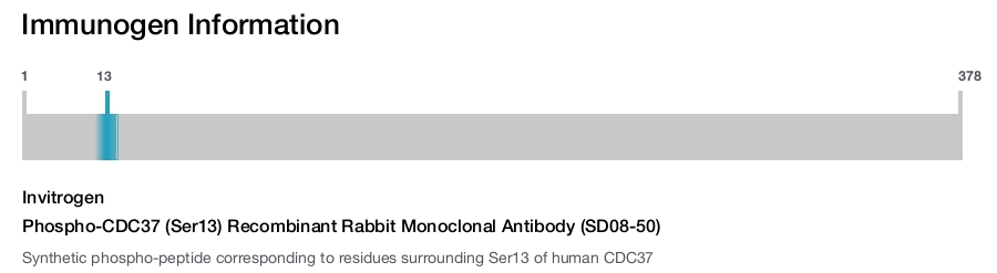 Phospho-CDC37 (Ser13) Recombinant Rabbit Monoclonal Antibody (SD08-50)