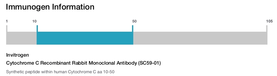 Cytochrome C Recombinant Rabbit Monoclonal Antibody (SC59-01)