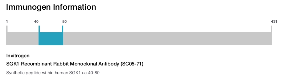 SGK1 Recombinant Rabbit Monoclonal Antibody (SC05-71)