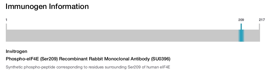 Phospho-eIF4E (Ser209) Recombinant Rabbit Monoclonal Antibody (SU0396)