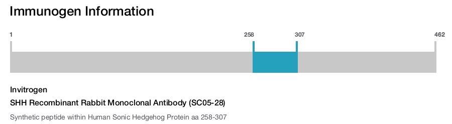 SHH Recombinant Rabbit Monoclonal Antibody (SC05-28)