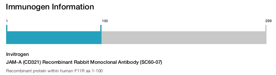 JAM-A (CD321) Recombinant Rabbit Monoclonal Antibody (SC60-07)