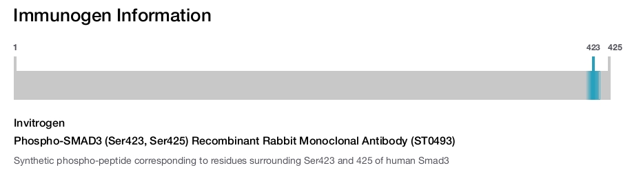 Phospho-SMAD3 (Ser423, Ser425) Recombinant Rabbit Monoclonal Antibody (ST0493)