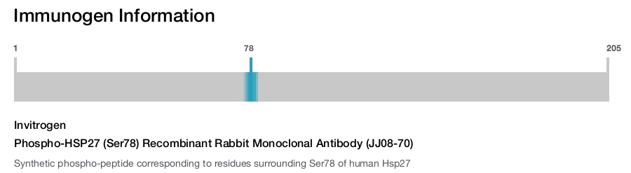 Phospho-HSP27 (Ser78) Recombinant Rabbit Monoclonal Antibody (JJ08-70)