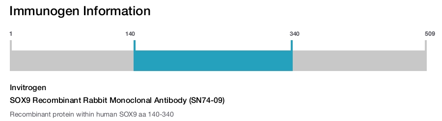 SOX9 Recombinant Rabbit Monoclonal Antibody (SN74-09)