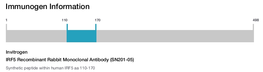 IRF5 Recombinant Rabbit Monoclonal Antibody (SN201-05)