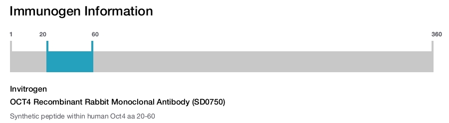 OCT4 Recombinant Rabbit Monoclonal Antibody (SD0750)