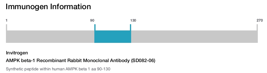 AMPK beta-1 Recombinant Rabbit Monoclonal Antibody (SD082-06)