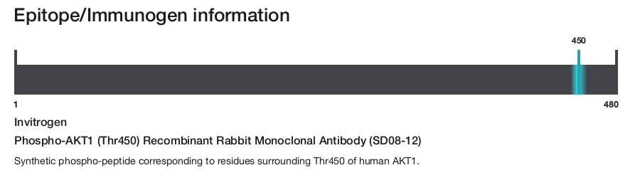 Phospho-AKT1 (Thr450) Recombinant Rabbit Monoclonal Antibody (SD08-12)
