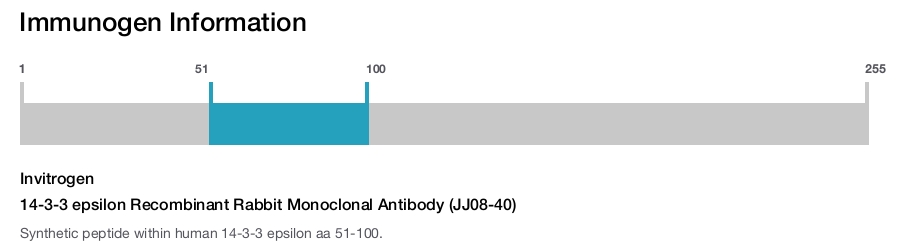 14-3-3 epsilon Recombinant Rabbit Monoclonal Antibody (JJ08-40)