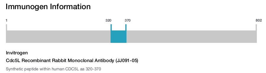 Cdc5L Recombinant Rabbit Monoclonal Antibody (JJ091-05)