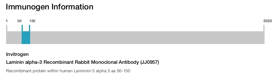 Laminin alpha-3 Recombinant Rabbit Monoclonal Antibody (JJ0957)
