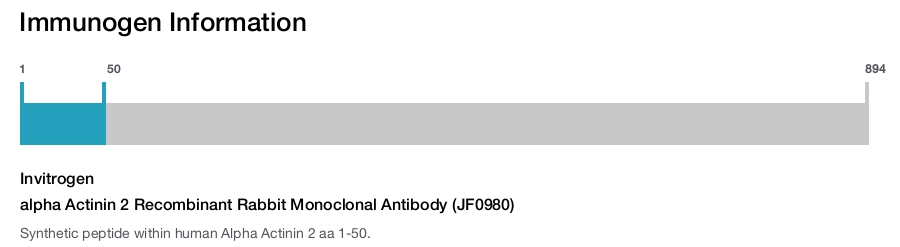 alpha Actinin 2 Recombinant Rabbit Monoclonal Antibody (JF0980)