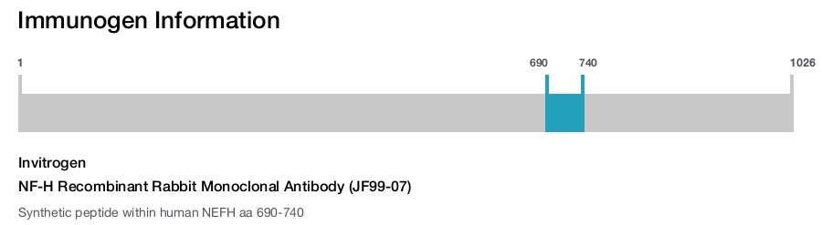 NF-H Recombinant Rabbit Monoclonal Antibody (JF99-07)