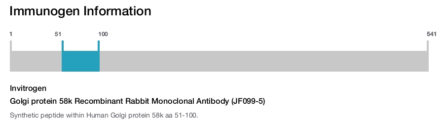 Golgi protein 58k Recombinant Rabbit Monoclonal Antibody (JF099-5)