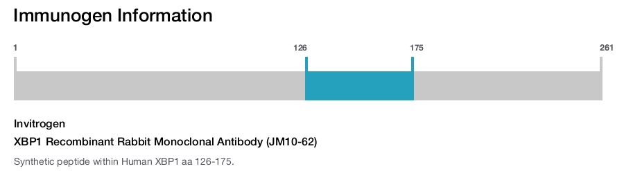 XBP1 Recombinant Rabbit Monoclonal Antibody (JM10-62)