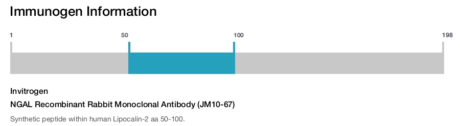 NGAL Recombinant Rabbit Monoclonal Antibody (JM10-67)