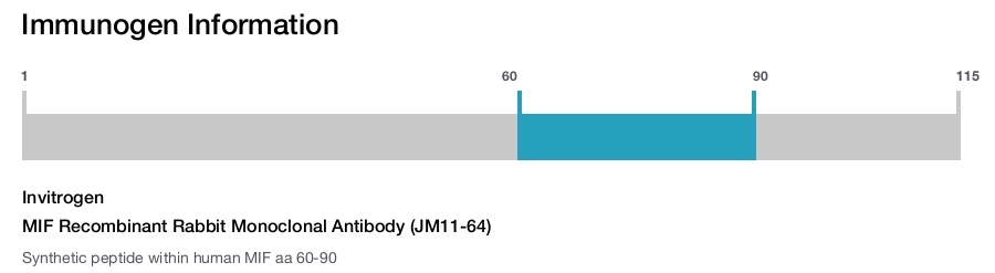 MIF Recombinant Rabbit Monoclonal Antibody (JM11-64)