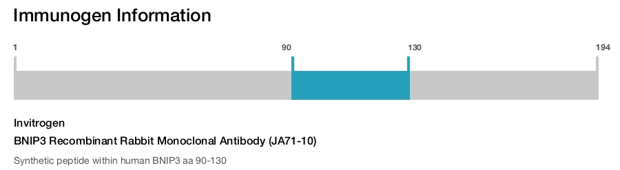 BNIP3 Recombinant Rabbit Monoclonal Antibody (JA71-10)