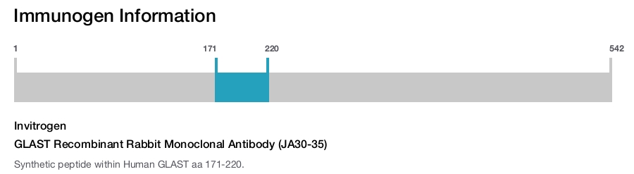 GLAST Recombinant Rabbit Monoclonal Antibody (JA30-35)