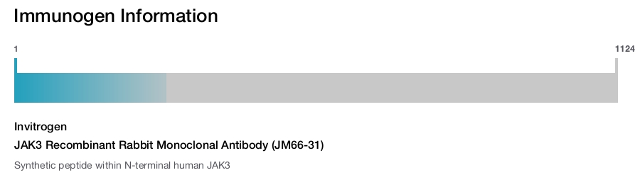 JAK3 Recombinant Rabbit Monoclonal Antibody (JM66-31)