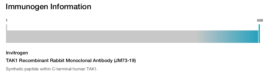 TAK1 Recombinant Rabbit Monoclonal Antibody (JM73-19)